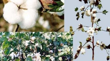 什么是棉？棉有什么优点和缺点？