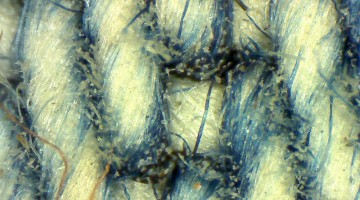 化学纤维的长度是怎样的？