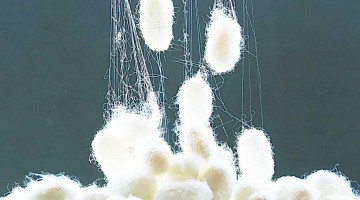 什么是蚕丝？蚕丝有什么优点和缺点？