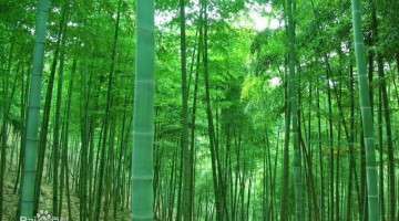 竹原纤维是什么？